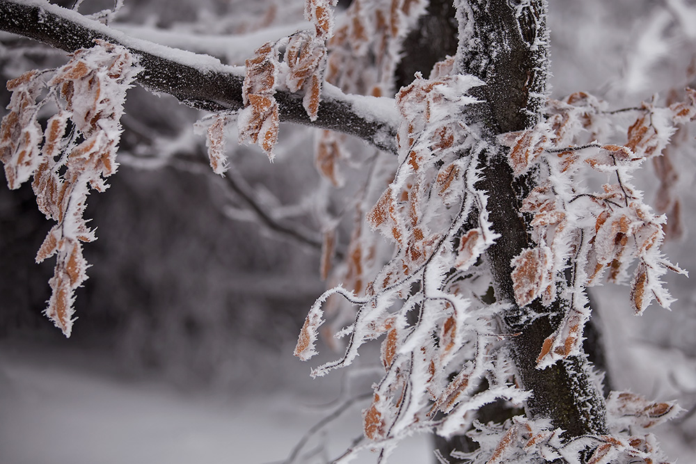 Ice Crystals in the Viennese Woods, Austria.