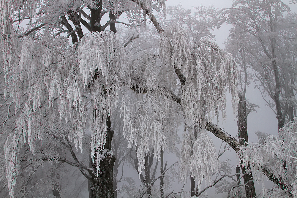 Ice Crystals in the Viennese Woods, Austria.