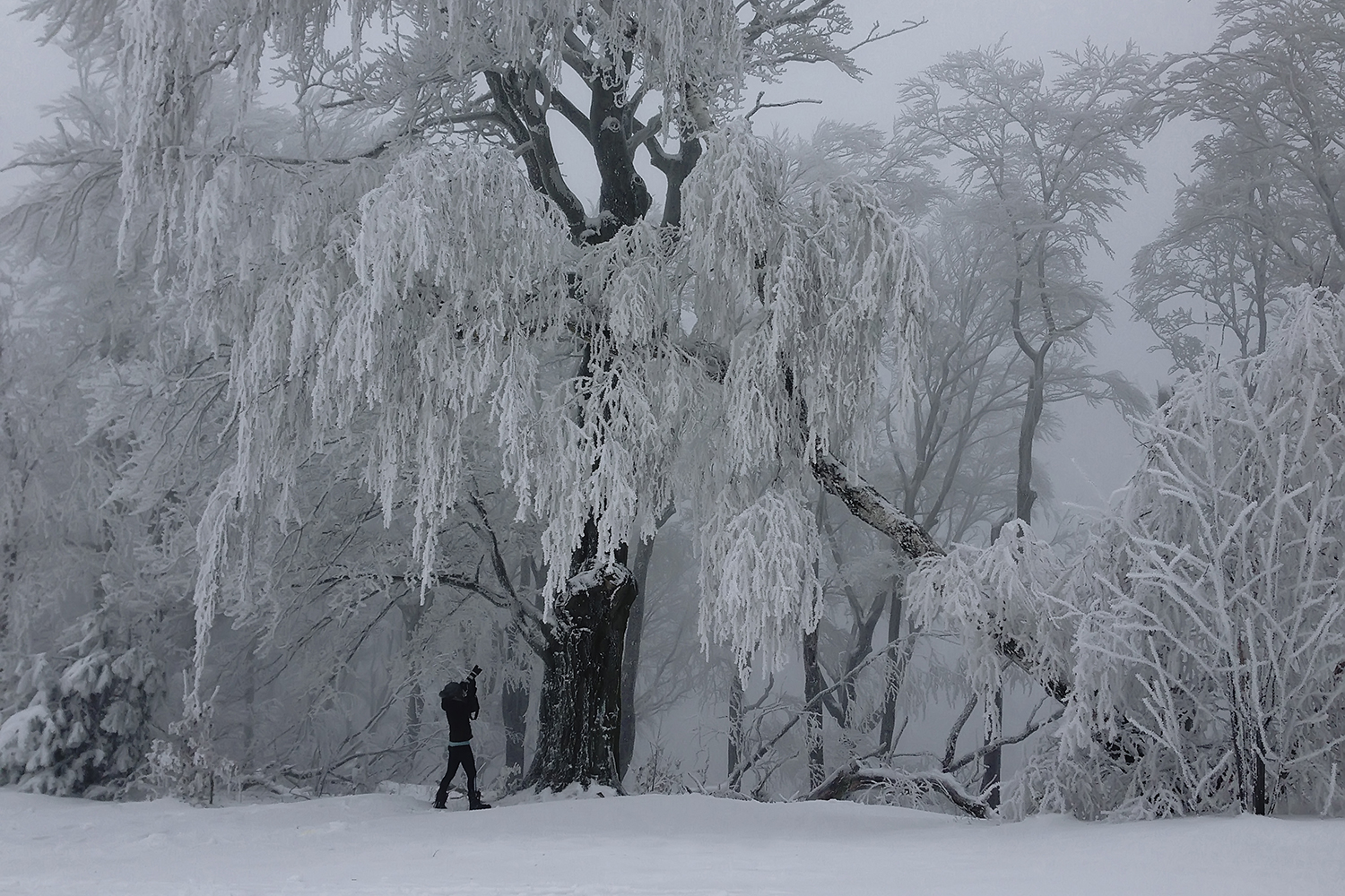 Me shooting among Giants in the Viennese Woods, Austria.