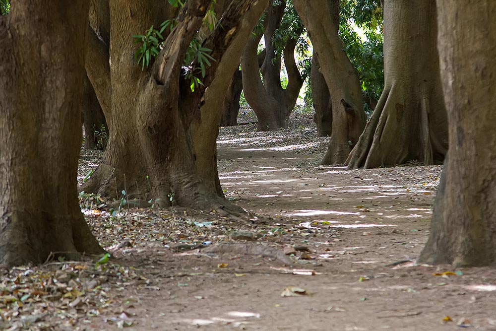Before getting to Karfiguela Waterfalls near Banfora, you will pass a lane of huge mango trees.