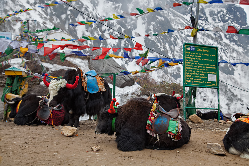 Yaks up at Nathu La Pass near Lake Tsongmo in Sikkim, India. In Bhutia language, the literal meaning of 'Tsomgo' is 'source of the lake'. In fact, the etymology tells that 'Tso' means 'lake and 'Mgo' means head.