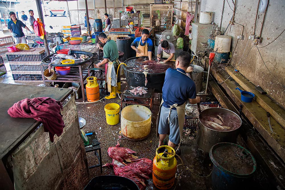 Chicken Section at Chow Kit Maket. Step 1: Killing the chicken. Step 2: Boiling the chicken. Step 3: Plucking the chicken. Step 4: Chopping the chicken. Chicken Section at Chow Kit Maket. Step 1: Killing the chicken. Step 2: Boiling the chicken. Step 3: Plucking the chicken. Step 4: Chopping the chicken.