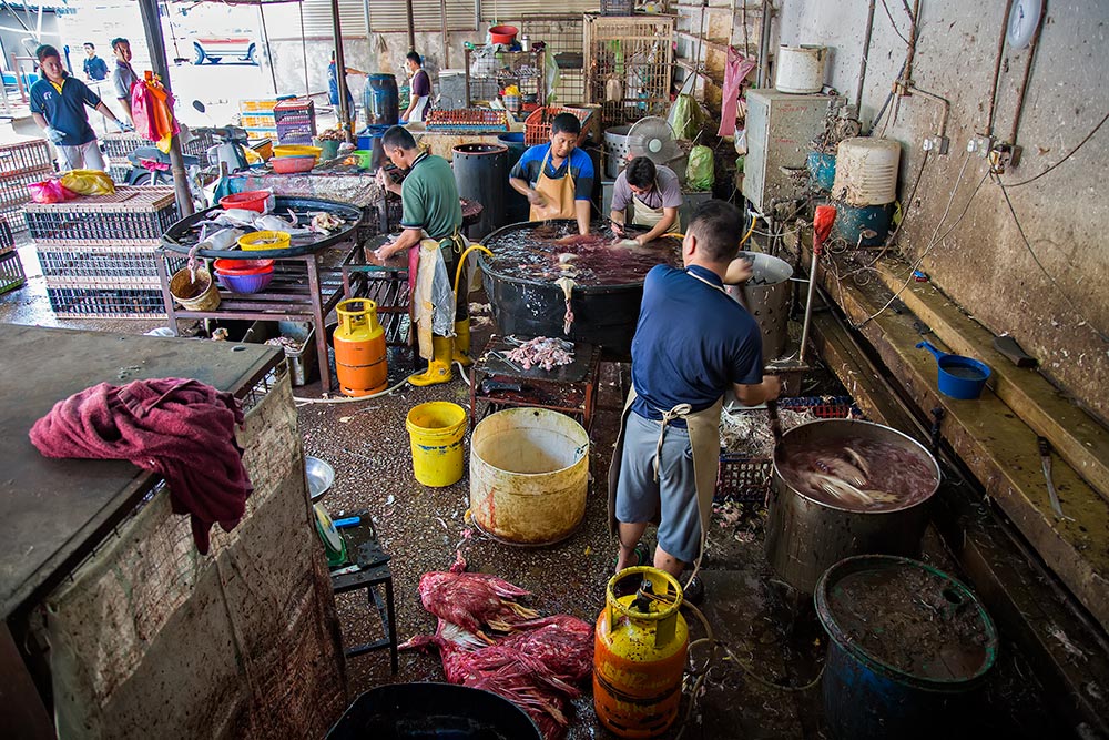 Chicken Section at Chow Kit Maket. Step 1: Killing the chicken. Step 2: Boiling the chicken. Step 3: Plucking the chicken. Step 4: Chopping the chicken.