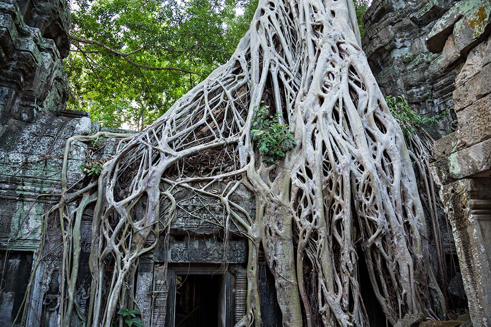 Ta Prohm temple in Angkor Wat, Cambodia. Ta Prohm temple in Angkor Wat, Cambodia.