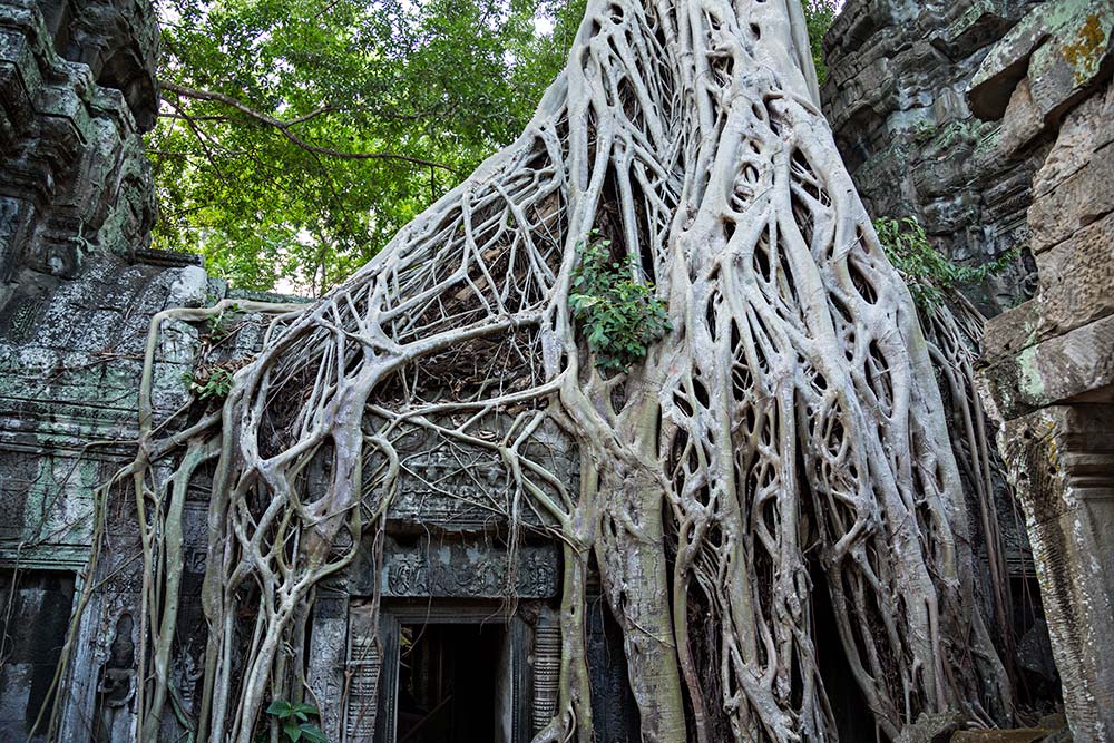 Ta Prohm temple in Angkor Wat, Cambodia.