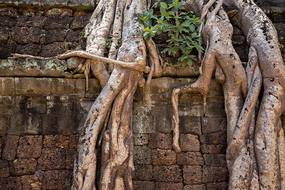 Ta Prohm temple in Angkor Wat, Cambodia. Ta Prohm temple in Angkor Wat, Cambodia.