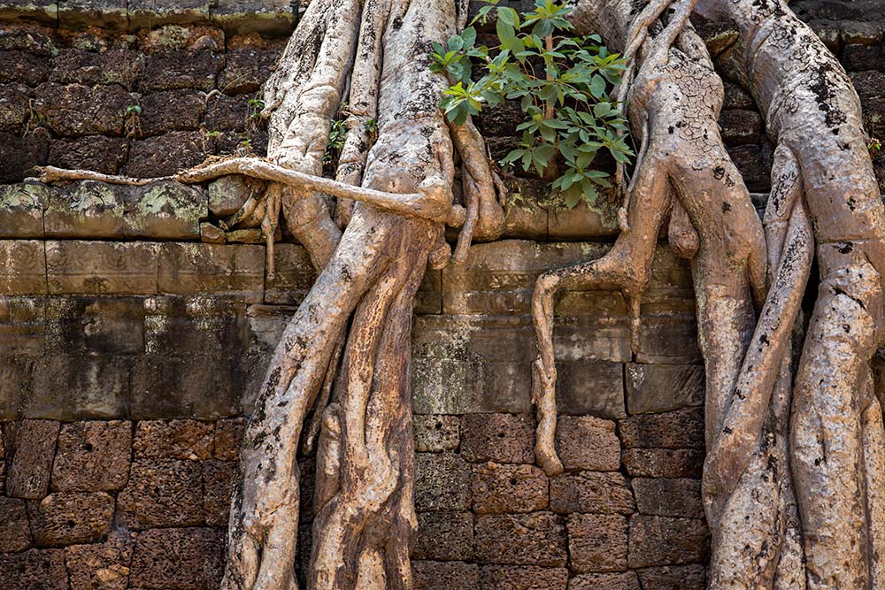 Ta Prohm temple in Angkor Wat, Cambodia.