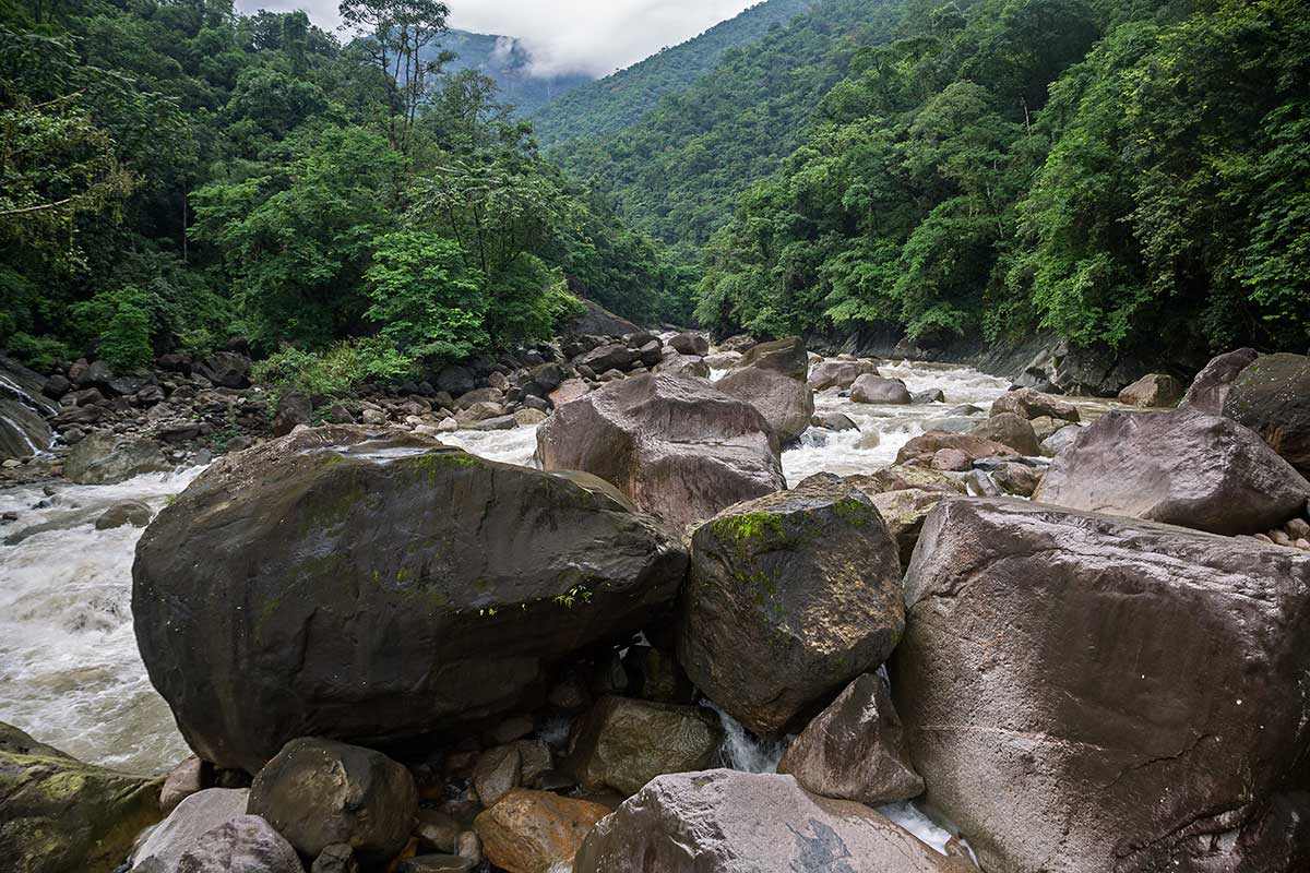 The southern Khasi and Jaintia hills are humid and warm, crisscrossed by swift-flowing rivers and mountain streams. On the slopes of these hills, a species of Indian rubber tree with an incredibly strong root system thrives and flourishes.