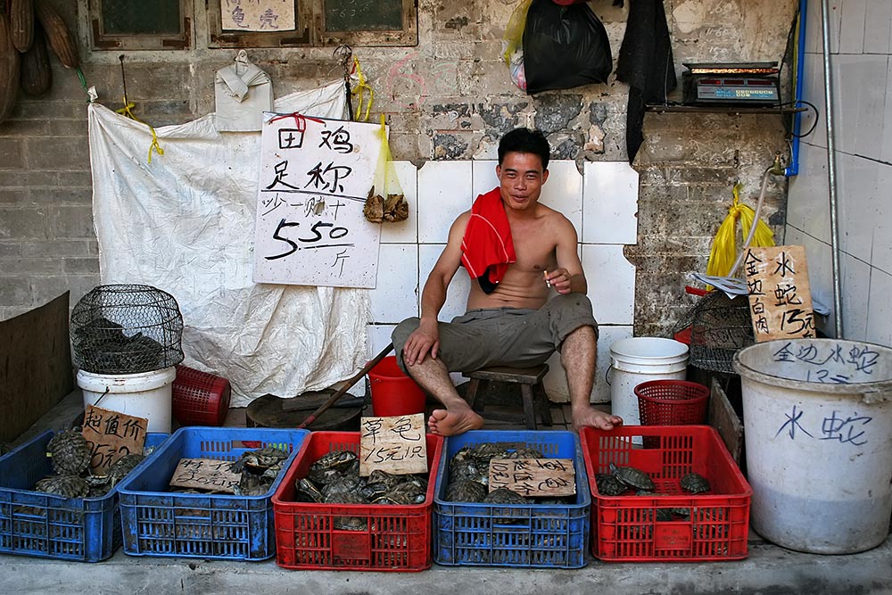 A dedicated turtle seller without his T-Shirt at a market in Guangzhou, China.