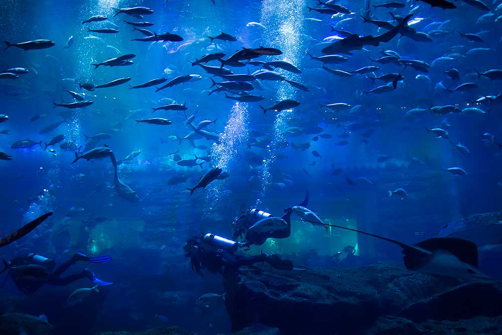 Dubai Aquarium in the Dubai Mall.