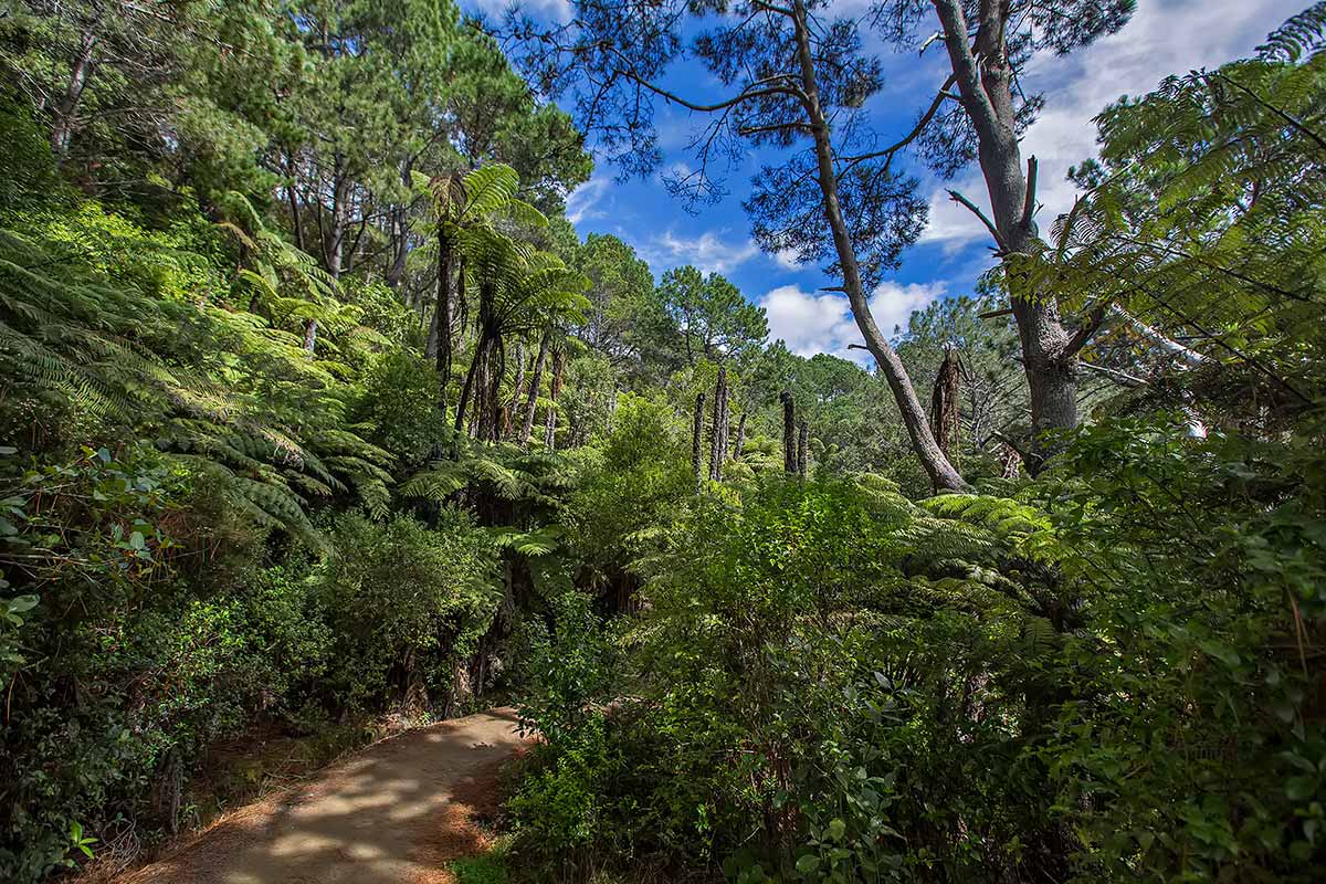 A one hour walking track leads through forest along the cliff top and then descends to the Cove.