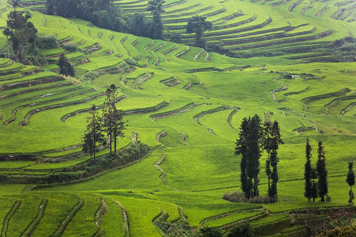 Honghe Hani Rice Terraces in Yunnan, China.