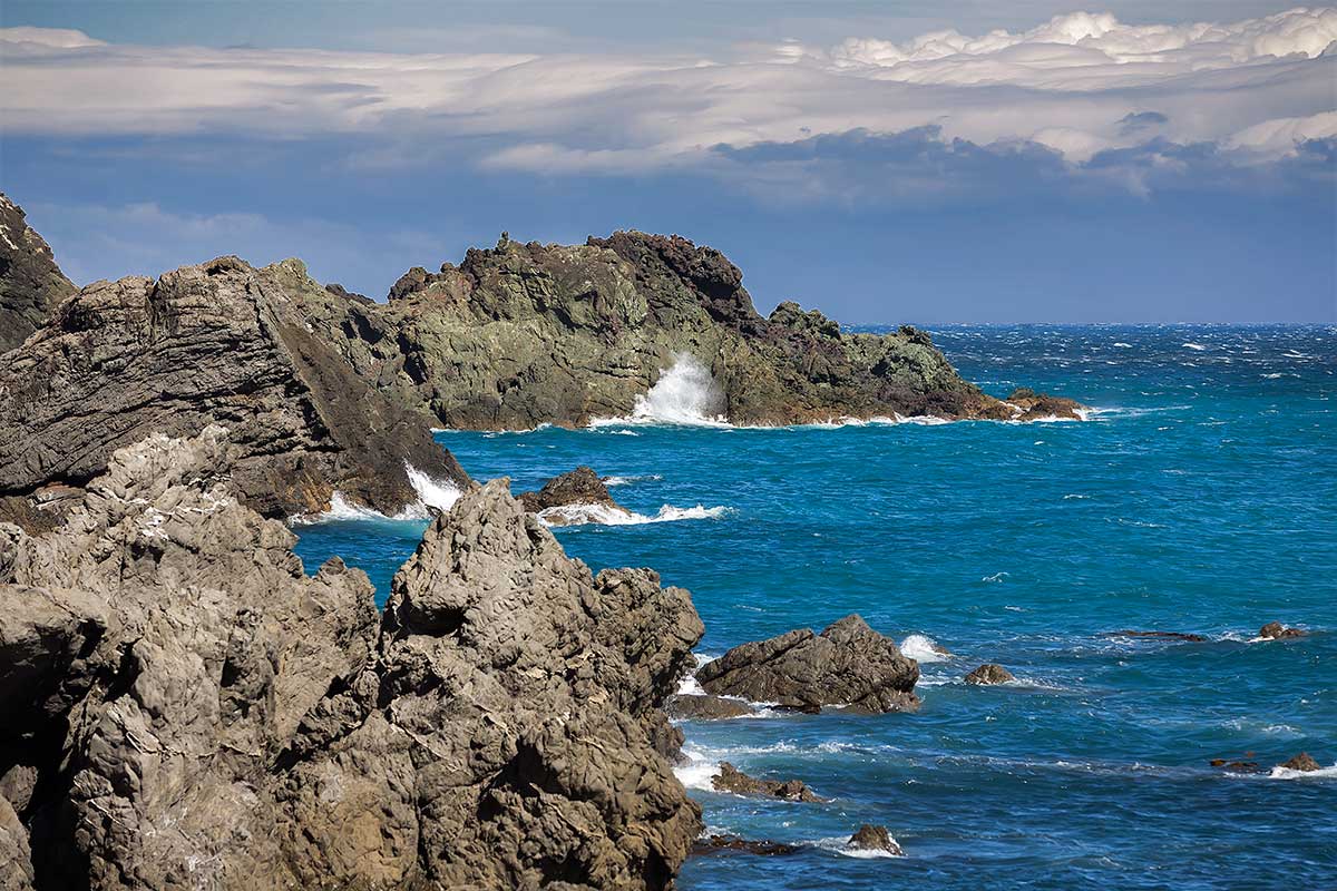 While driving along Cape Palliser road, you will come across wonderful creatures along the rocks just off the side of the road.