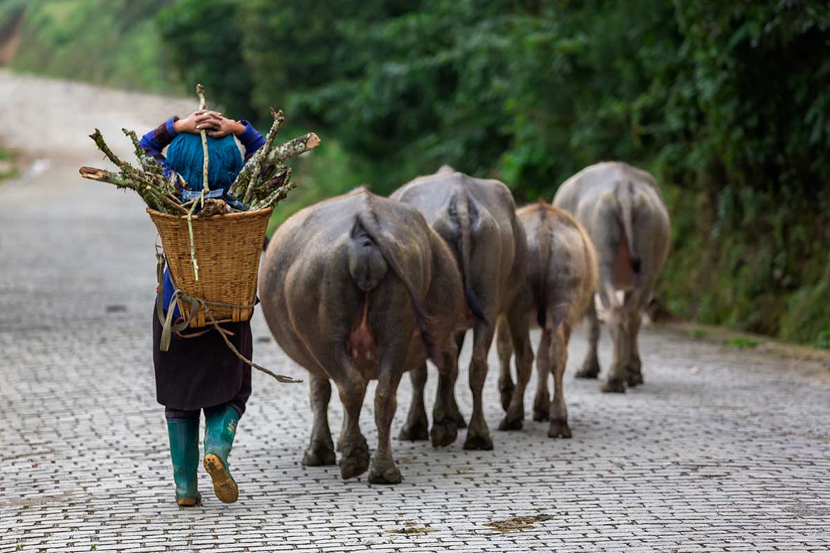 In between the Honghe Hani rice terraces, you will come across farmers with buffaloes or cows.