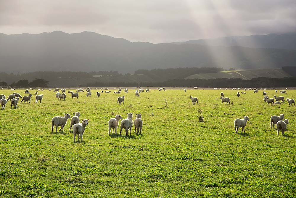 You won't find many people on Cape Palliser, instead, the fields are full of sheep along the road to the south coast of the North Island of New Zealand.