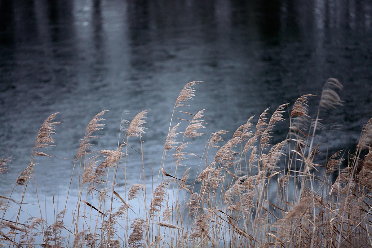 Reed around Lake Neusiedl in Austria.