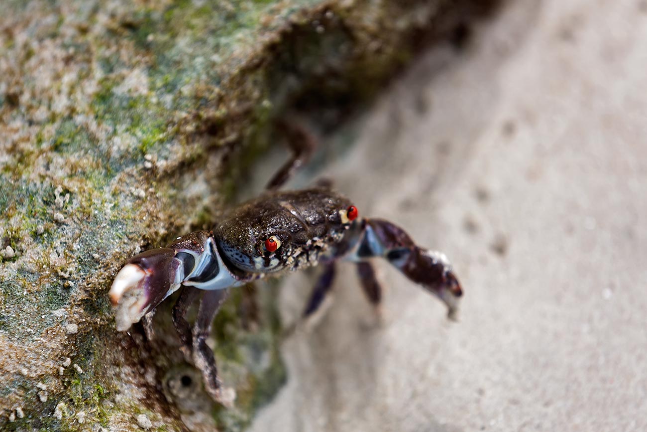 havelock-island-beach-crab-andaman-islands-india