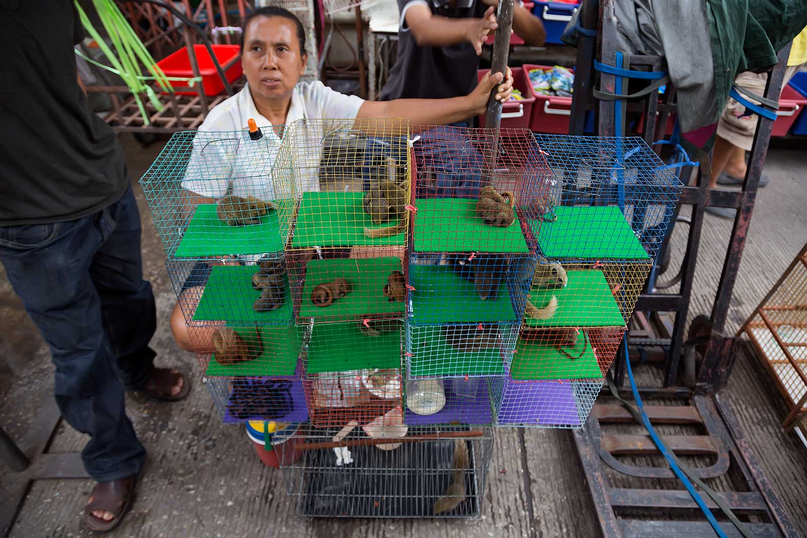 chatuchak-market-animal-section-bangkok-thailand-1