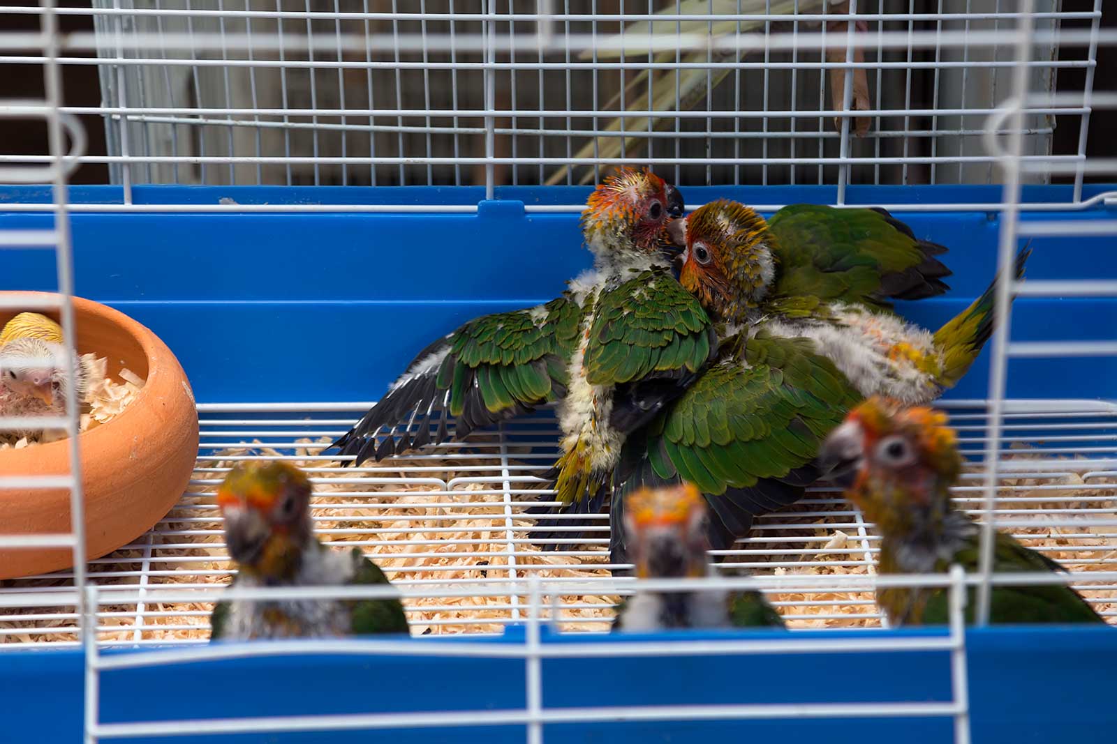 chatuchak-market-cage-pet-section-bangkok-thailand