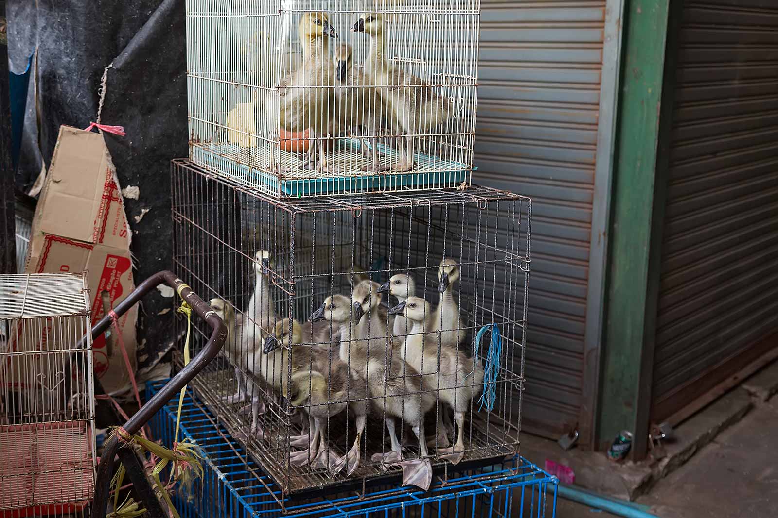 chatuchak-market-ducks-cage-pet-section-bangkok-thailand