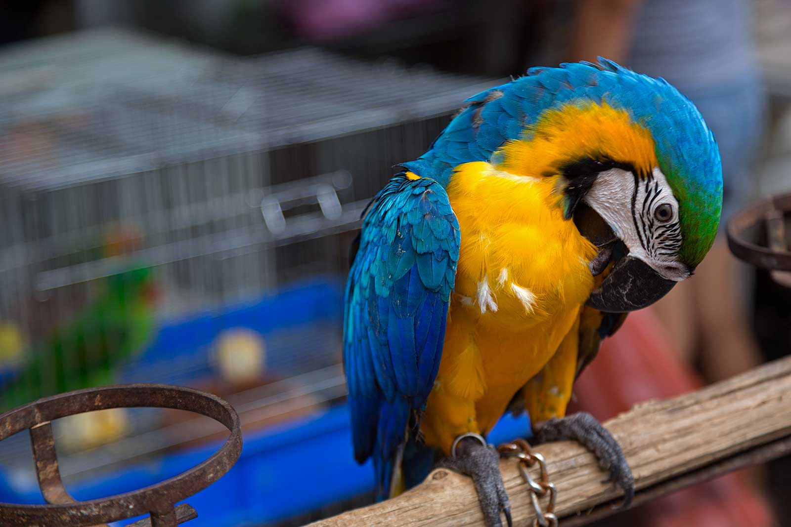 chatuchak-market-pet-section-ara-parrot