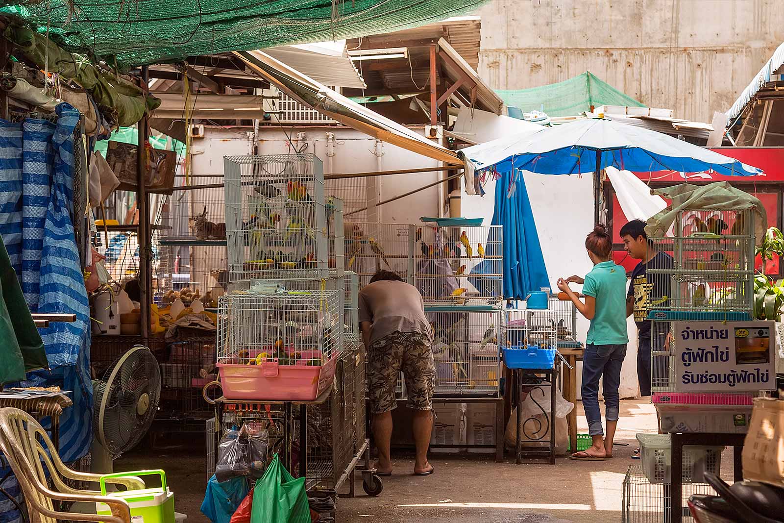 chatuchak-market-pet-section-cage