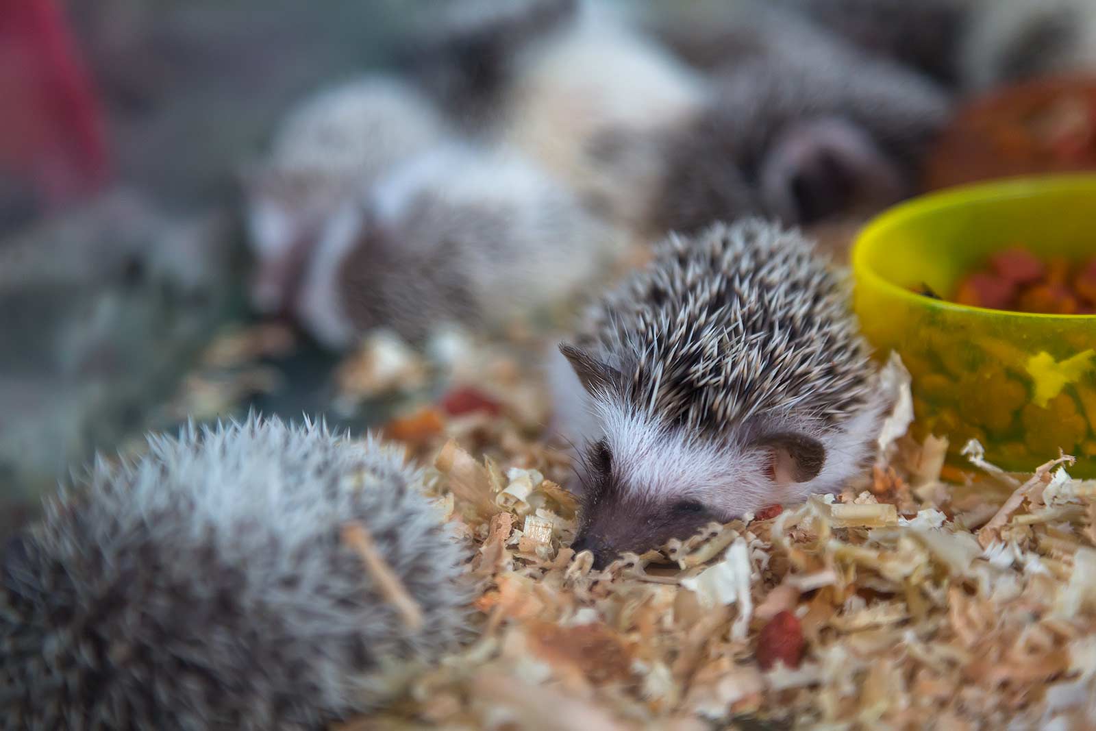 chatuchak-market-pet-section-hedgehog