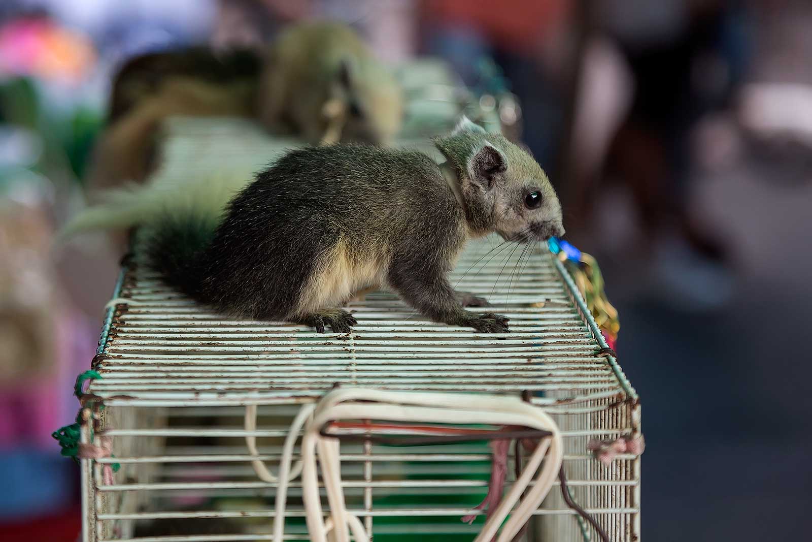 chatuchak-market-pet-section-squirrel