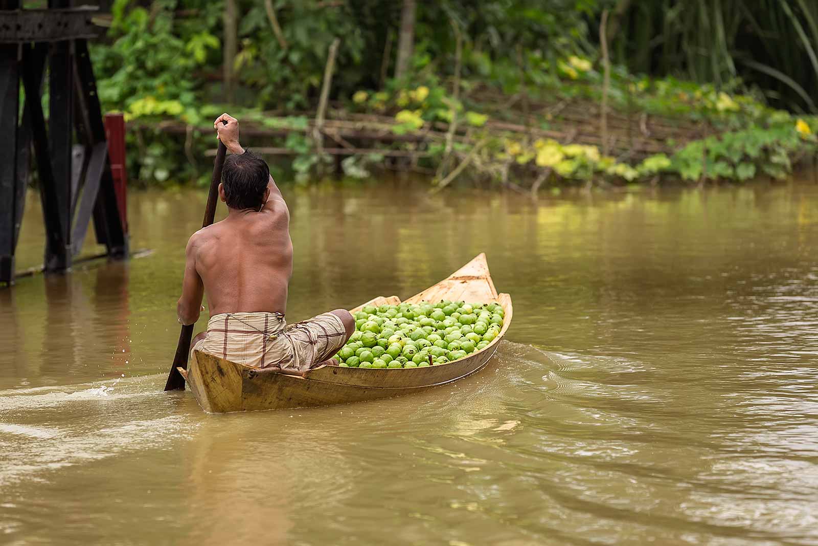 guava-plantations-boat-canal-swarupkathi-bangladesh-2