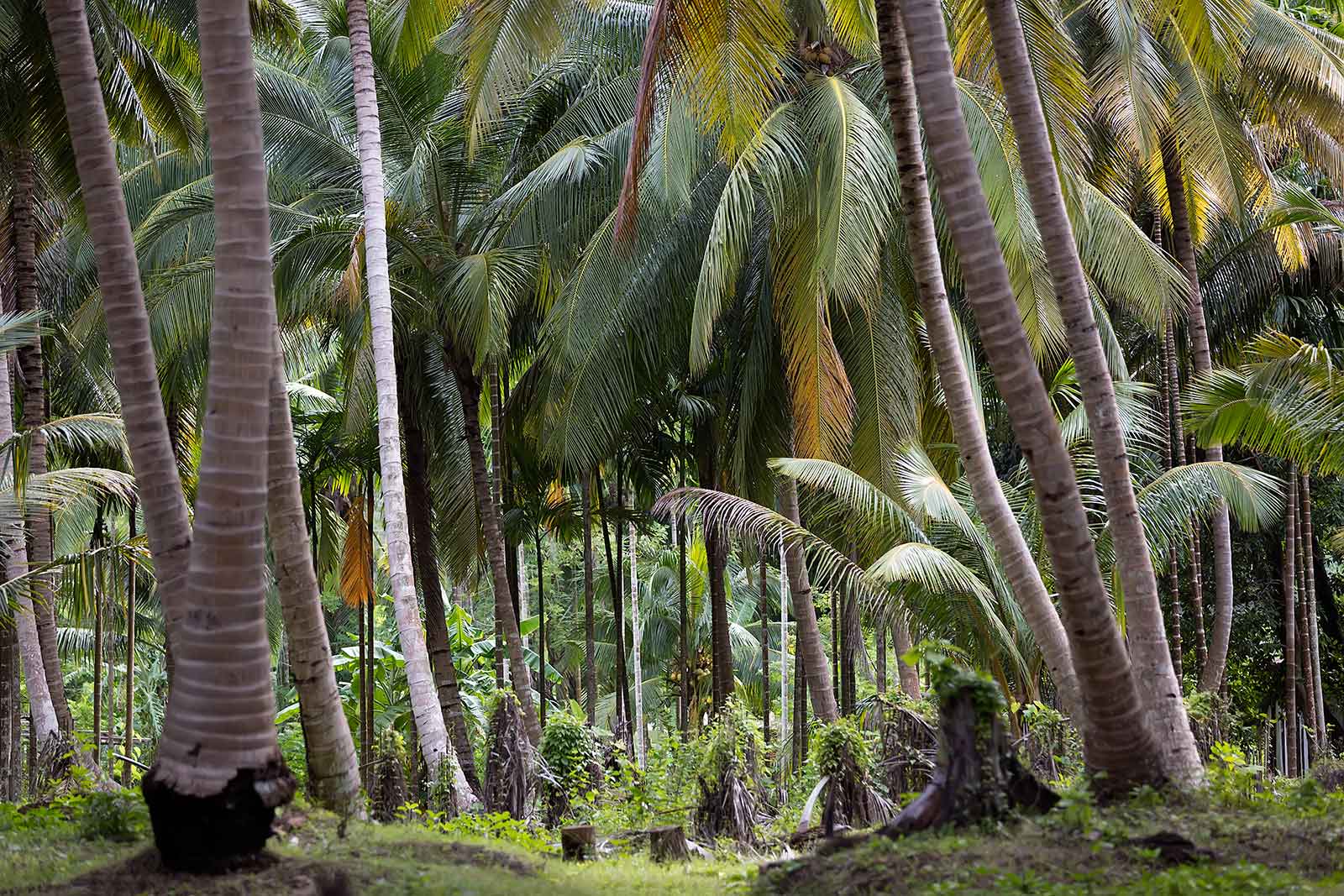 havelock-andaman-islands-palm-trees-india