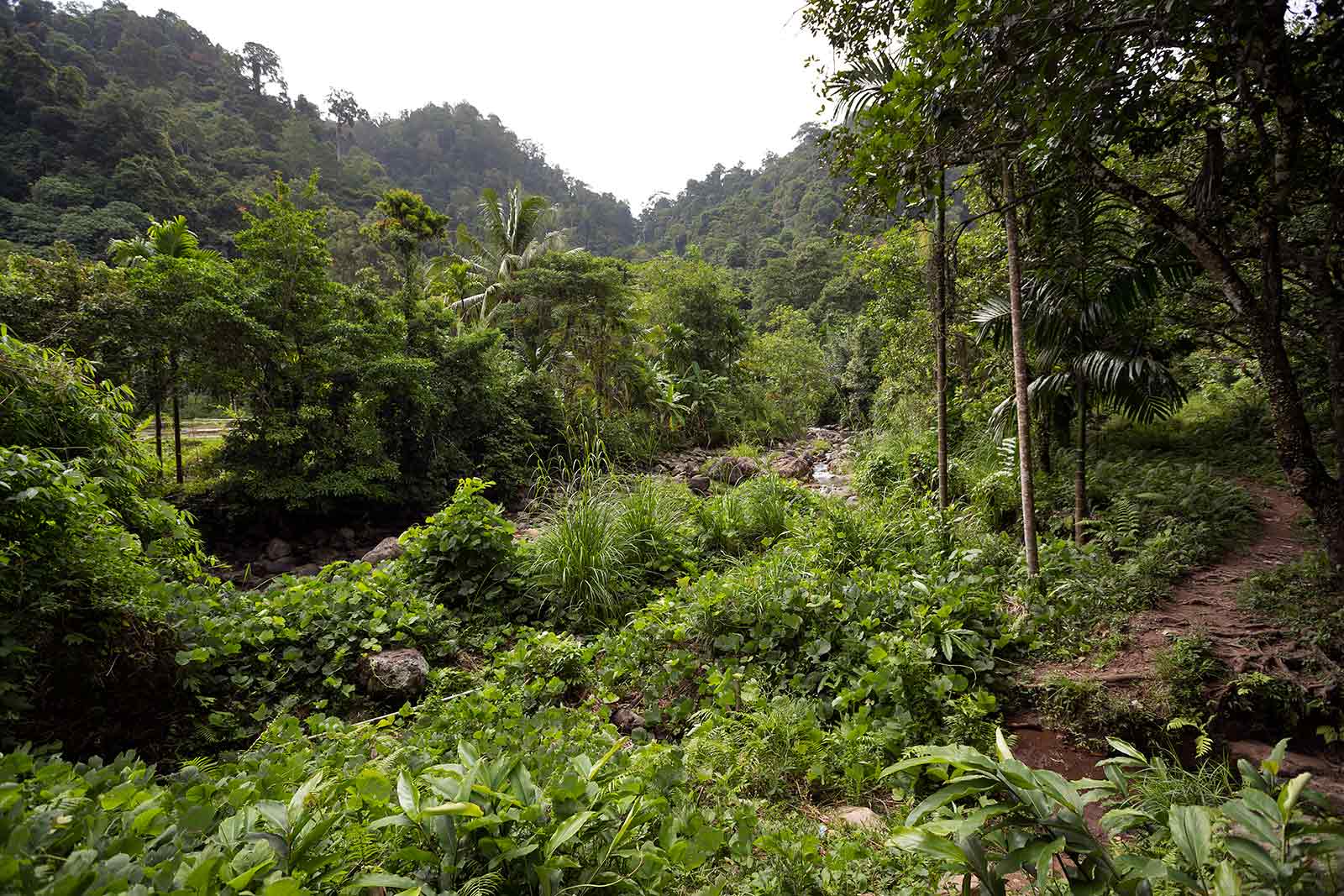 jungle-sumatra-indonesia