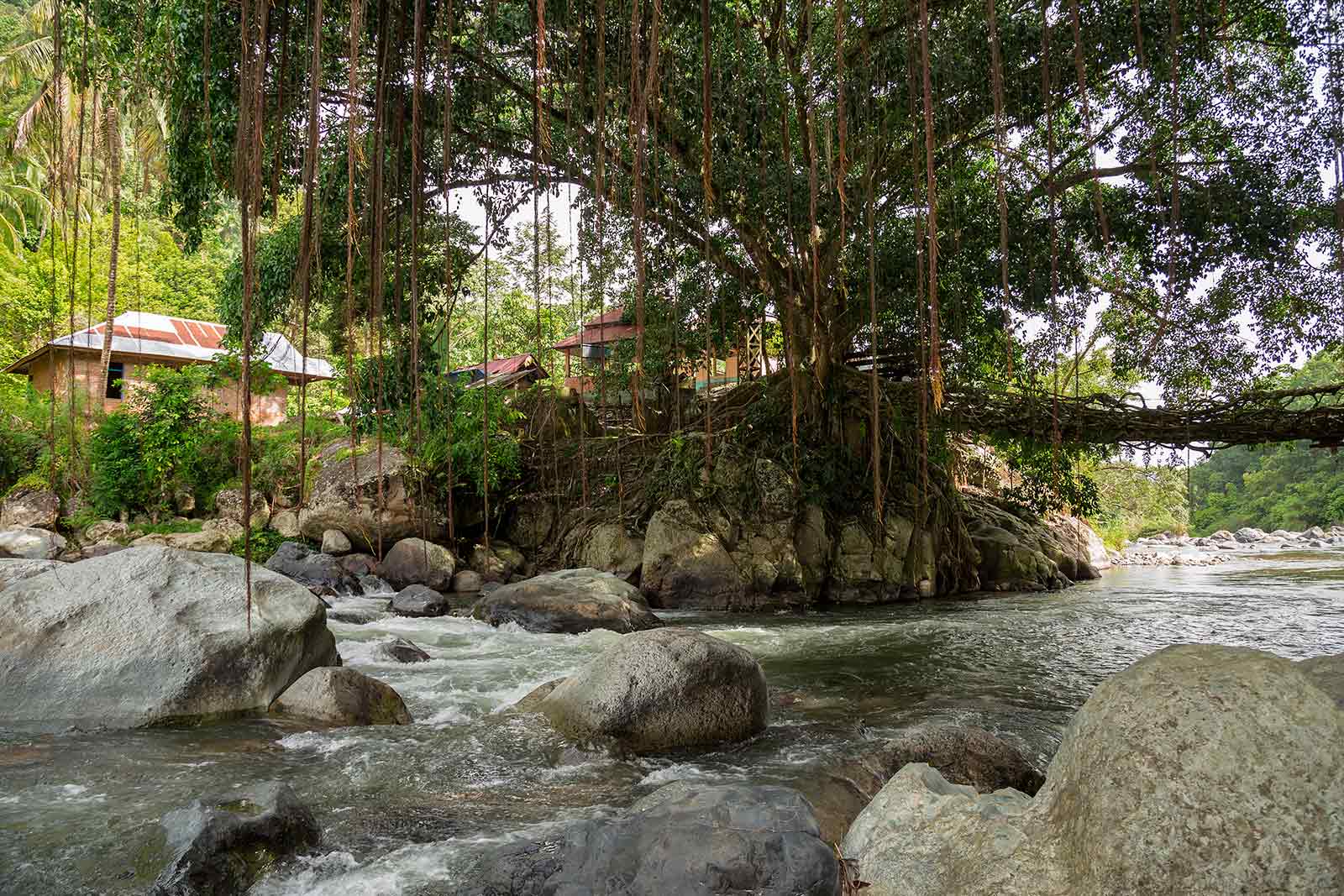 living-root-bridge-sumatra-padang-indonesia