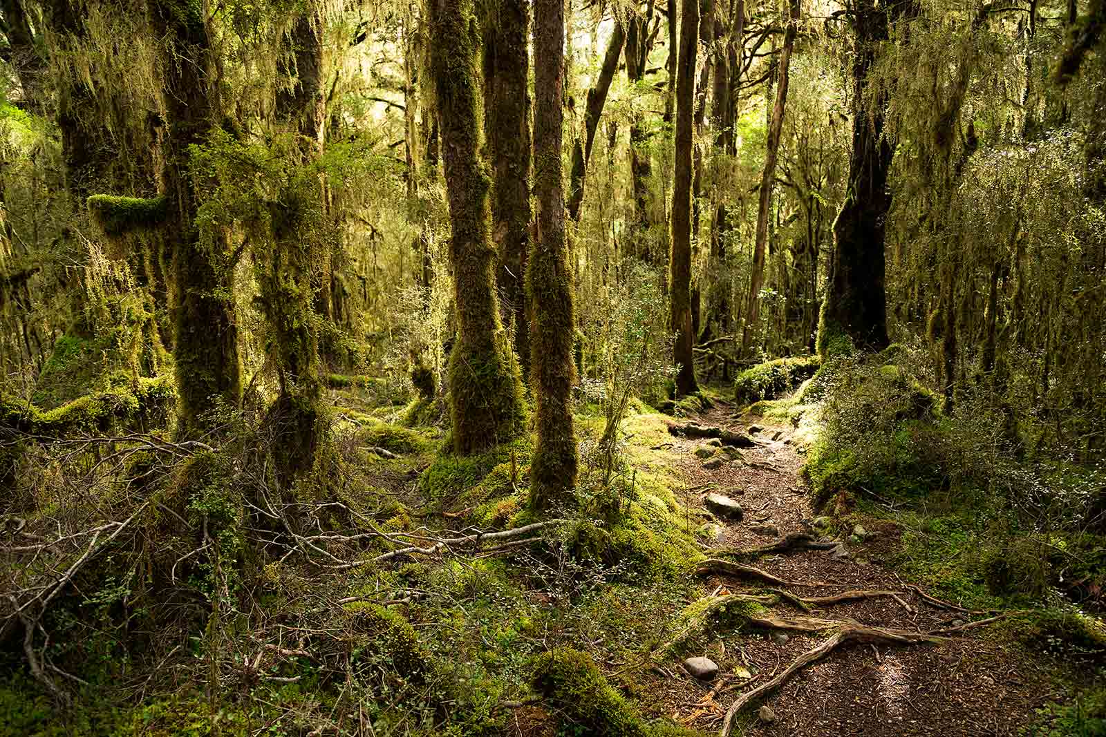 milford-track-day-1-new-zealand