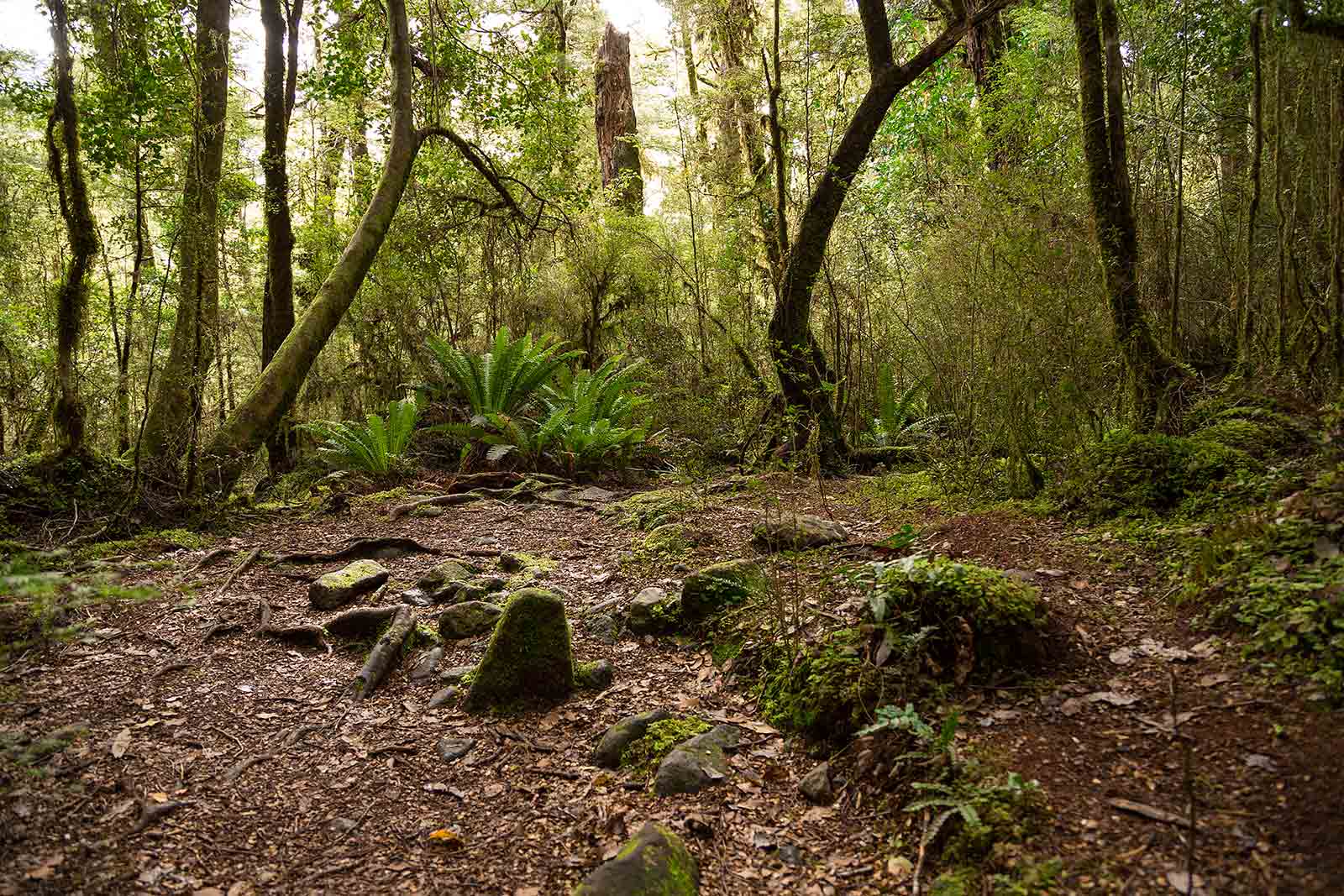 milford-track-nature-glade-house-new-zealand