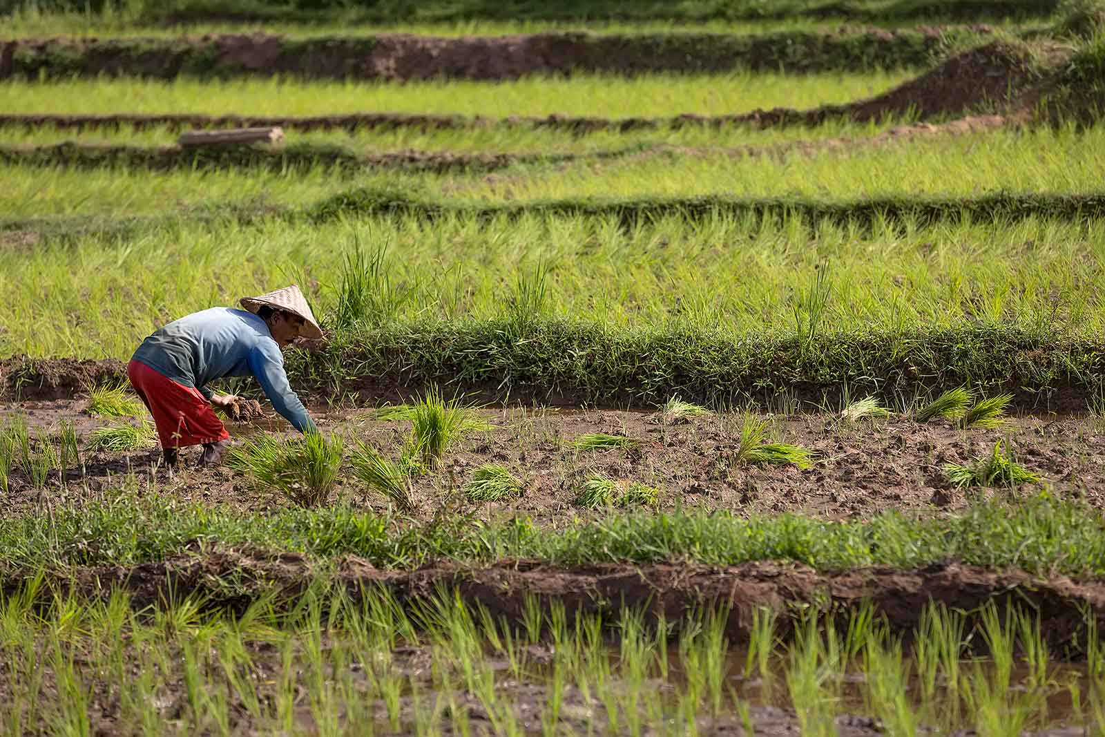 rice-fields-sumatra-indonesia-working-man