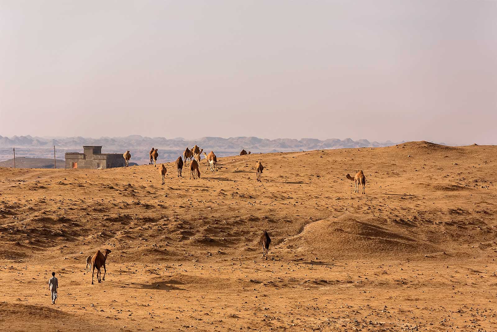 thumrait-camel-herder-oman