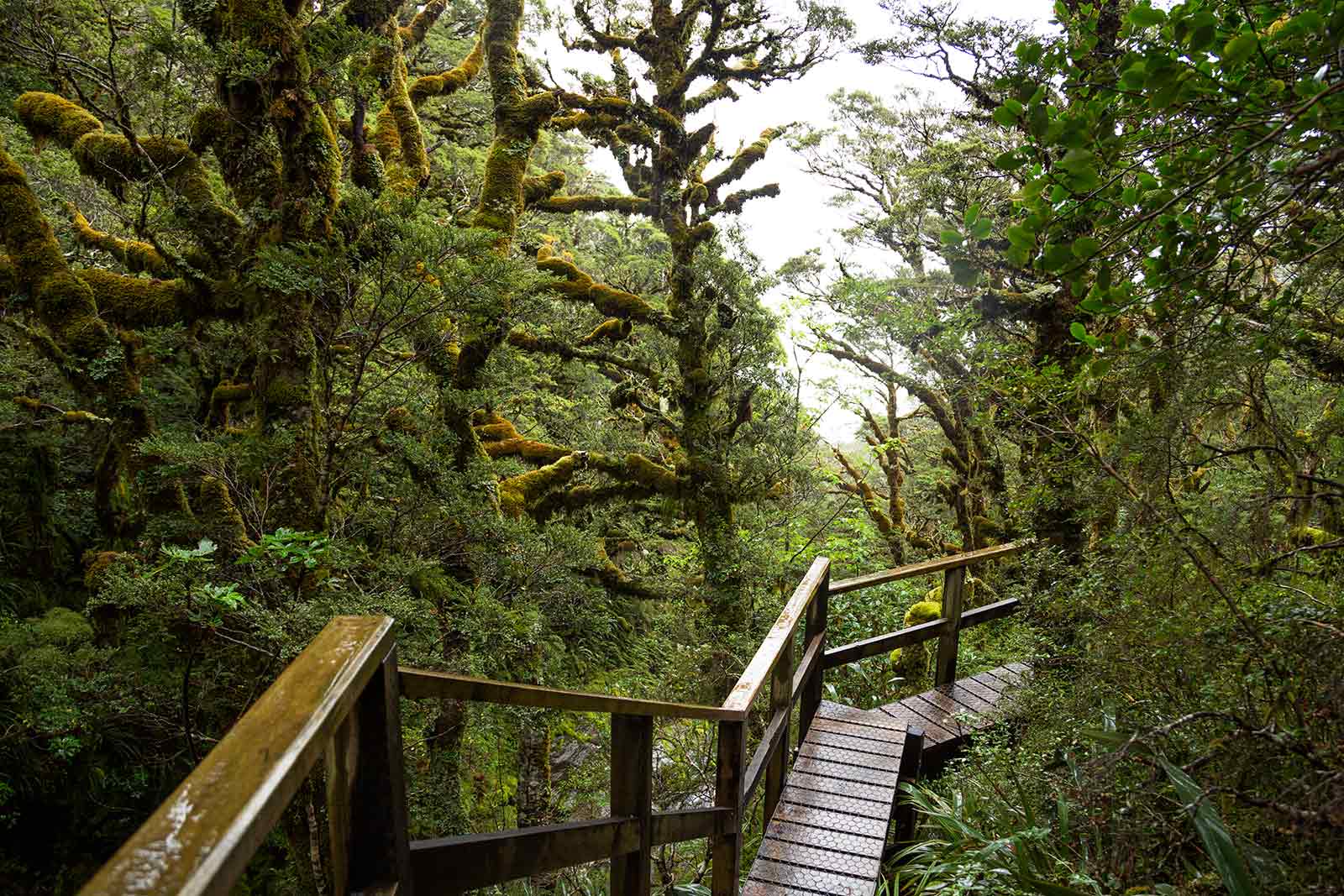 milford-track-day-2-mackinnon-pass-rain-forest