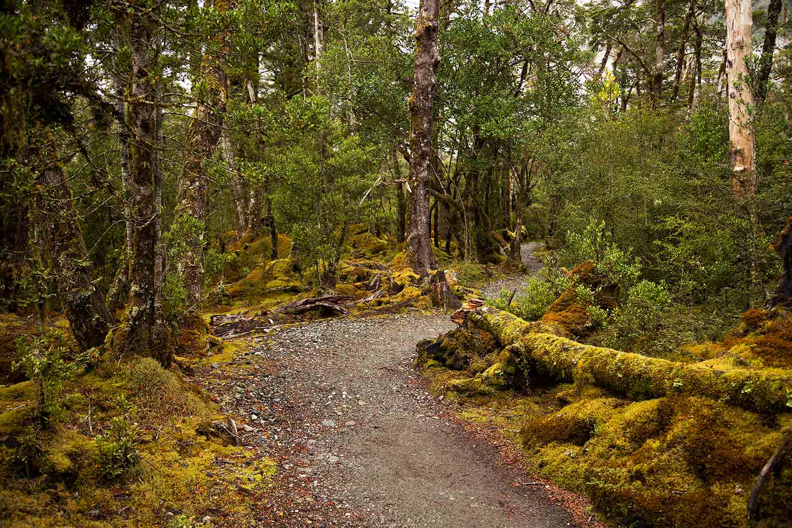 milford-track-jungle-walk-new-zealand-1