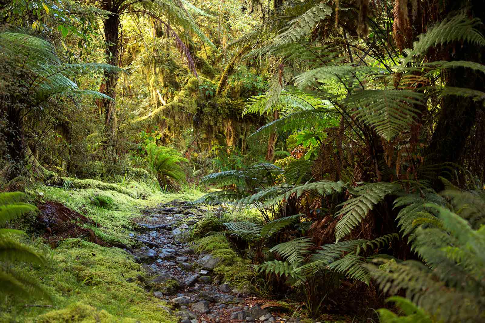 milford-track-jungle-walk-new-zealand-2