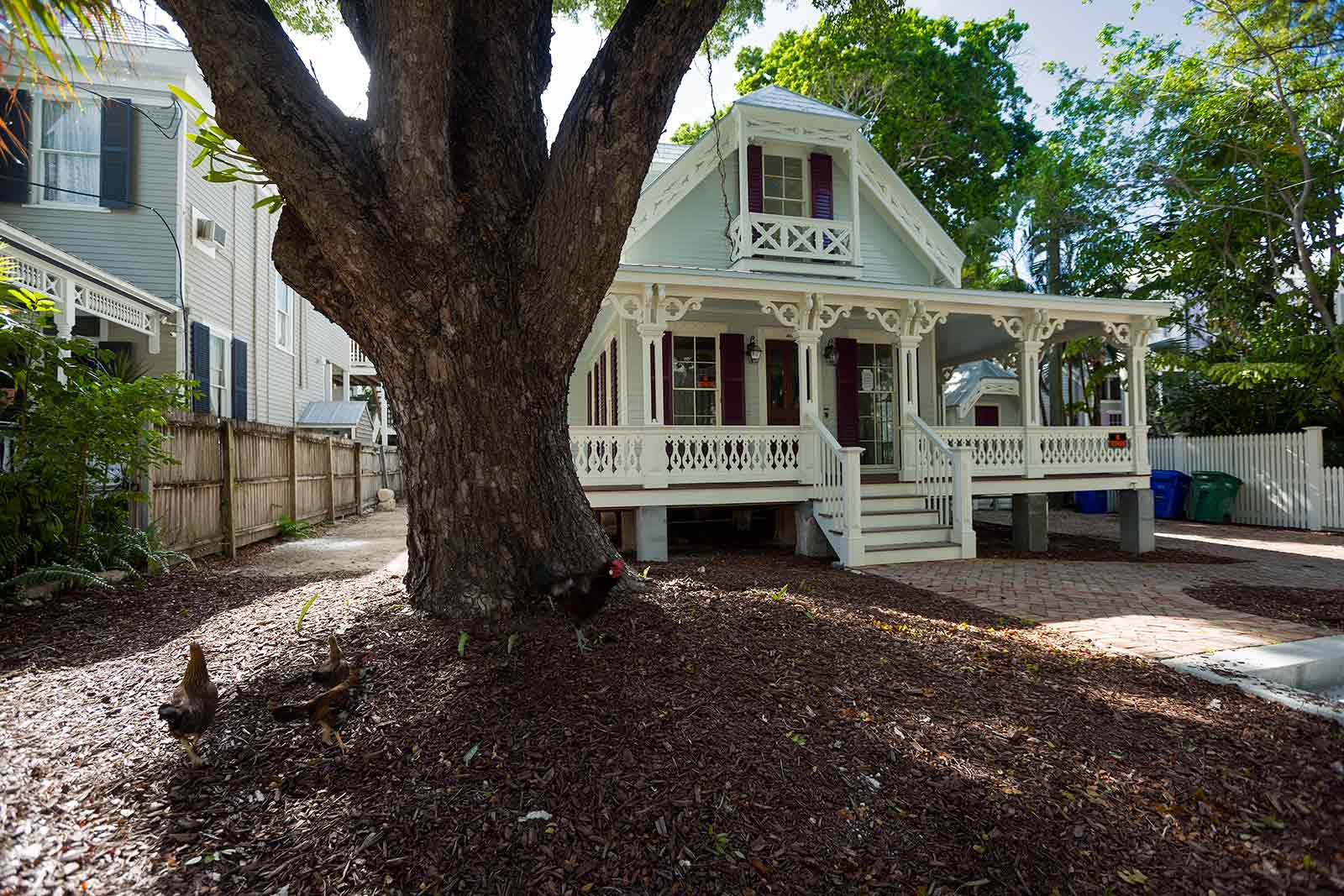 You don’t have to walk a long way to spot chickens and roosters in Key West. You hear them crowing and see them strutting everywhere. They weave in and out of traffic and through outdoor cafes all over town.