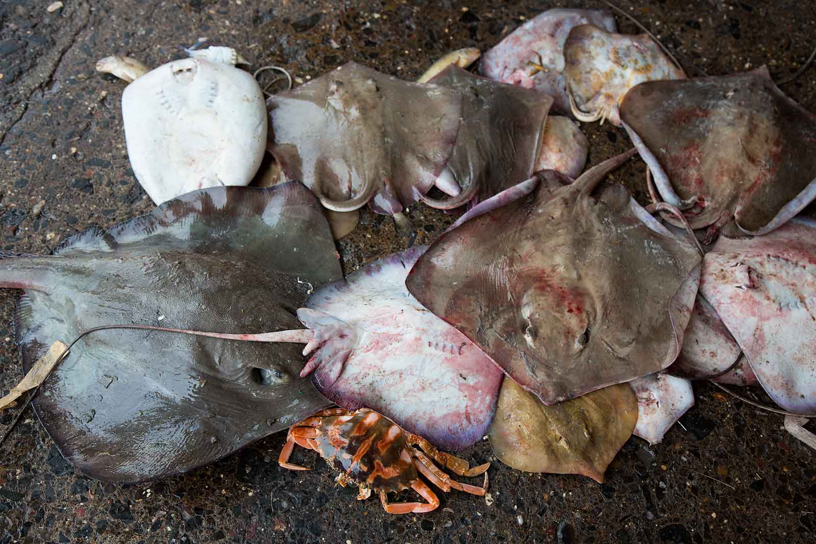 At the Sassoon Docks you'll come across all varieties of sea creatures.