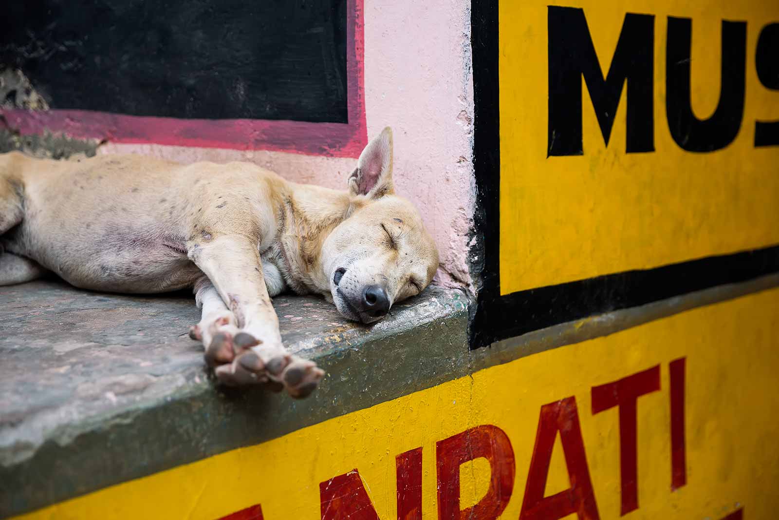 Dogs roam the streets of Varanasi.