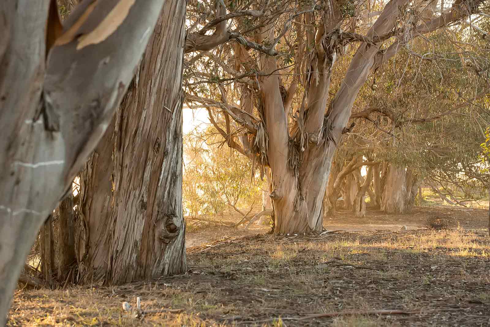 An early morning hike in the mountains of Santa Barbara County is strongly recommended to soak up the atmosphere and to recharge your batteries.