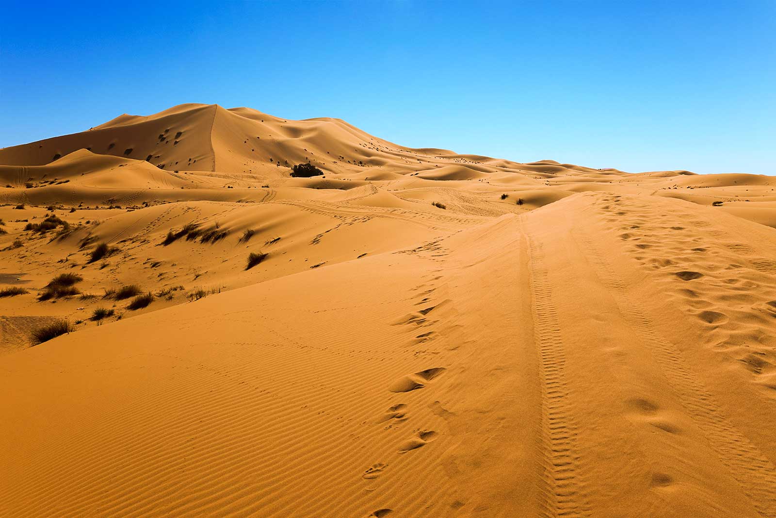 Erg Chebbi is one of Morocco's two Saharan ergs near the small village of Merzouga.  And erg is a large sea of dunes formed by wind-blown sand. The other is Erg Chigaga near M'hamid (south of Zagora).