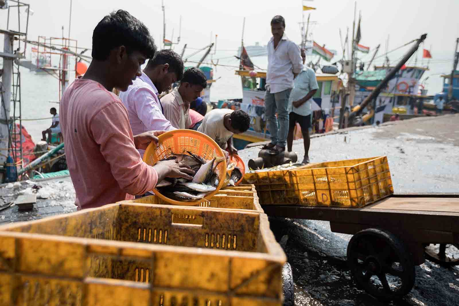 The sheer variety of fish on offer at Sassoon Docks is mind-blowing: red snapper, tuna, octopus, baby sharks, cuttlefish, blue crabs and stingray are some of the fish you can expect to find here.